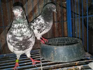 Teddy High-Flying Pigeon for Sale