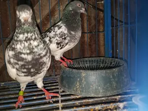 Teddy High-Flying Pigeon for Sale