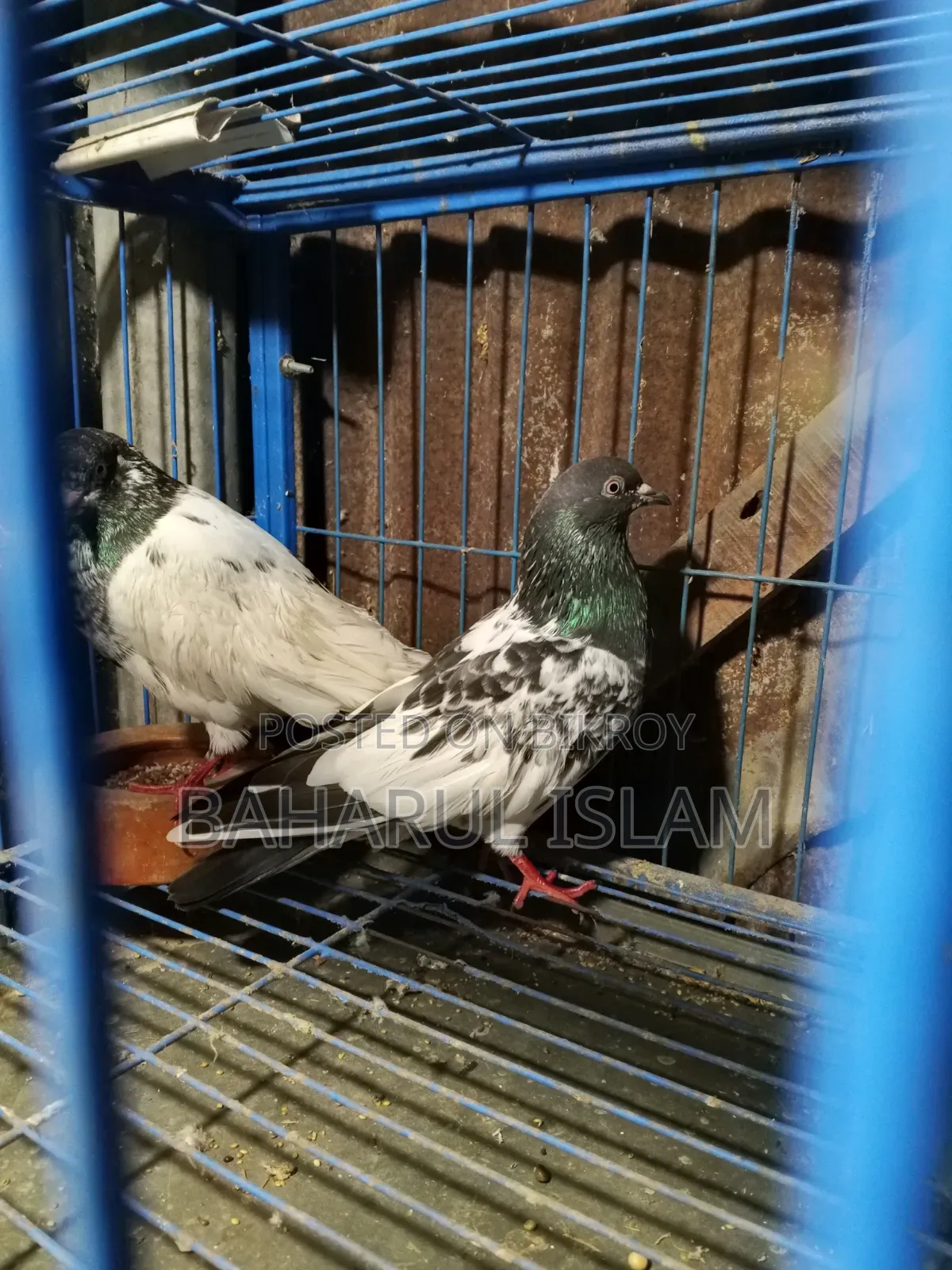 Teddy High-Flying Pigeon for Sale