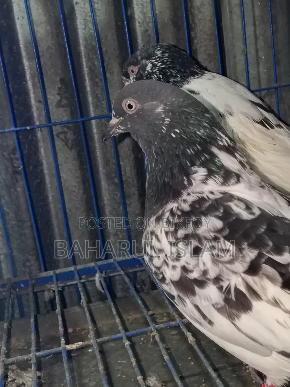 Teddy High-Flying Pigeon for Sale