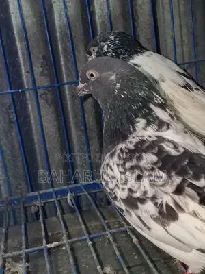 Teddy High-Flying Pigeon for Sale