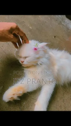 1+ year Female Purebred Persian Cat