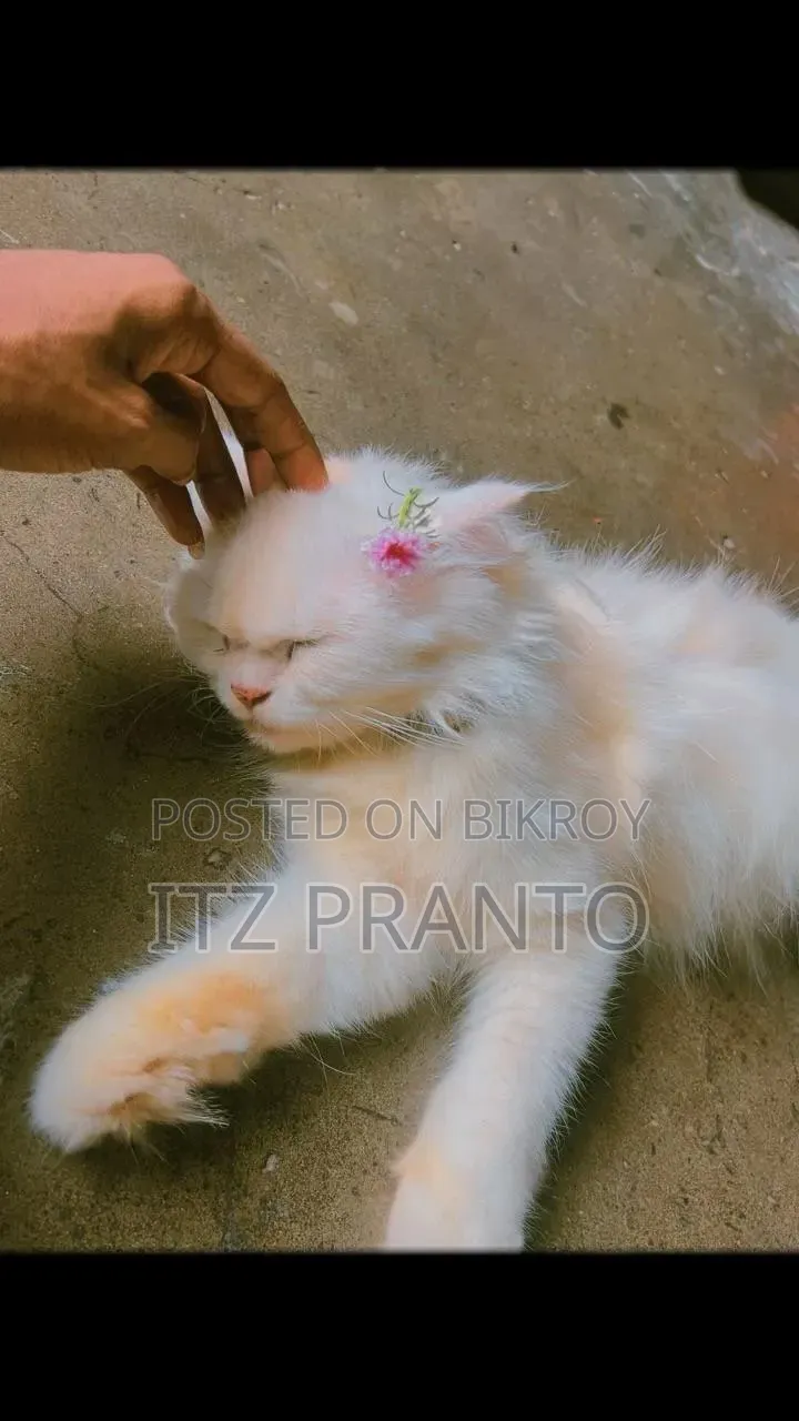 1+ year Female Purebred Persian Cat