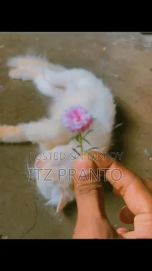 1+ year Female Purebred Persian Cat