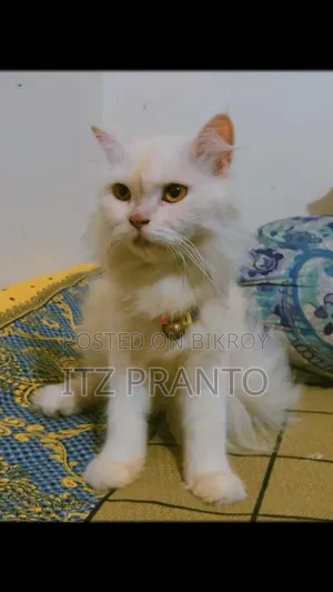 1+ year Female Purebred Persian Cat