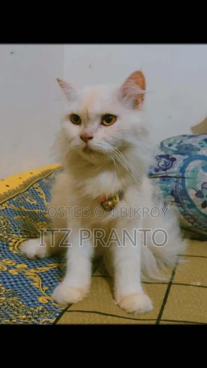 1+ year Female Purebred Persian Cat