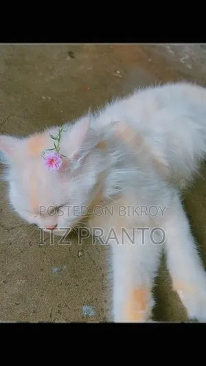 1+ year Female Purebred Persian Cat