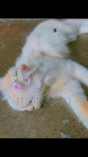 1+ year Female Purebred Persian Cat