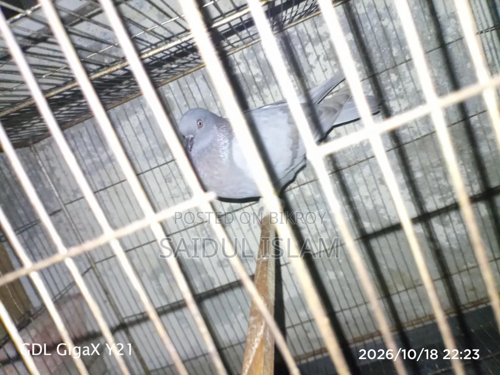 Turkish Tumbler Pigeon