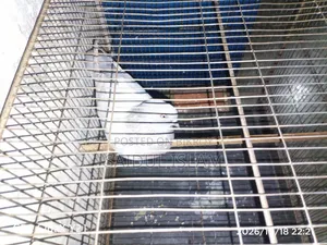Turkish Tumbler Pigeon