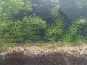 7 Pieces of 18 Days Old RTP and Mixed Guppy Babies for Sale 100 Taka