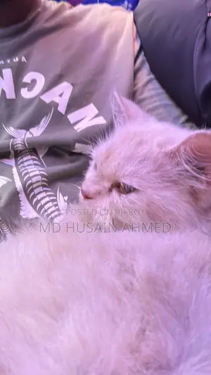 6-12 months Female Purebred Persian