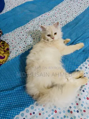 6-12 months Female Purebred Persian
