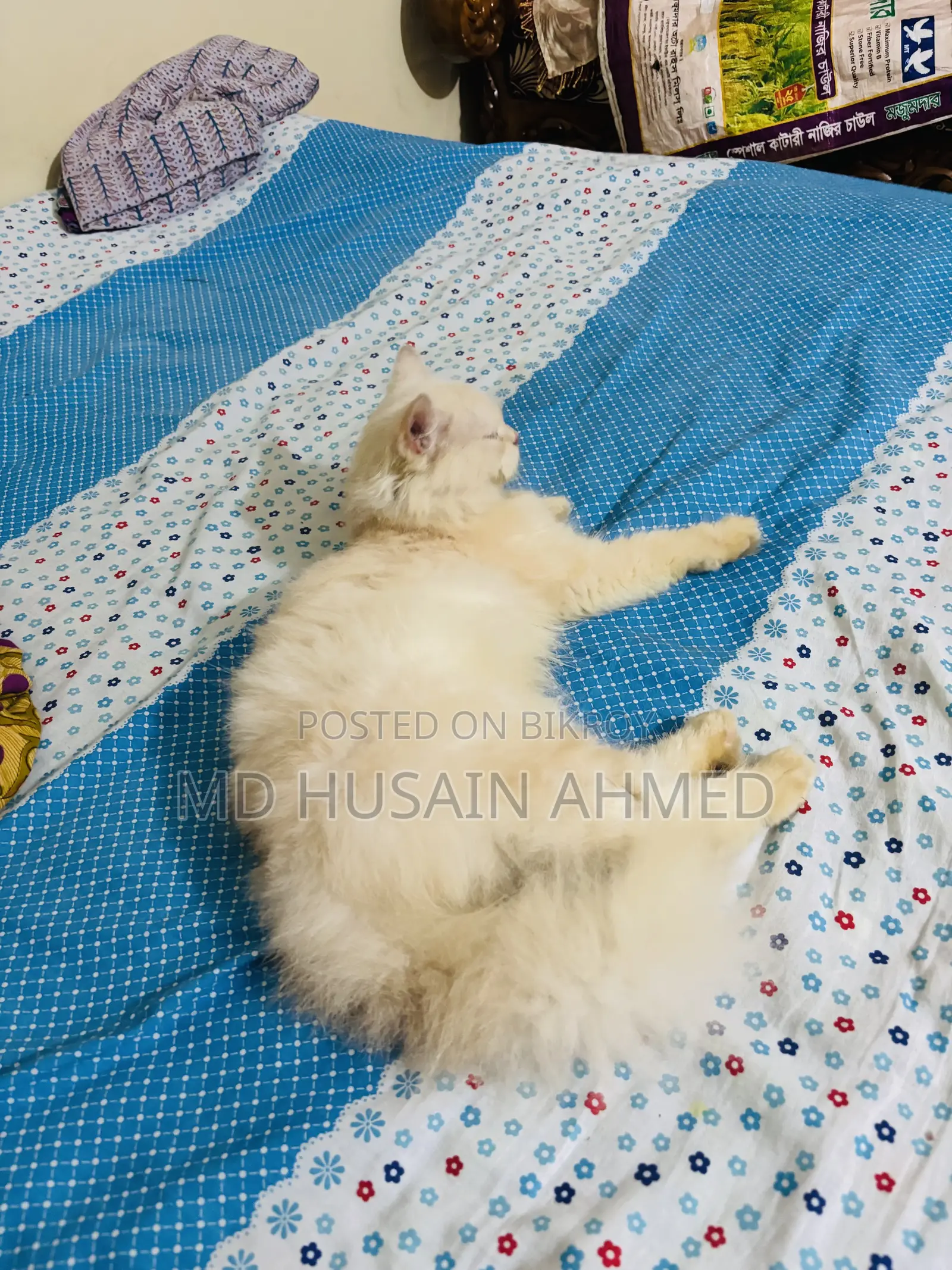 6-12 months Female Purebred Persian