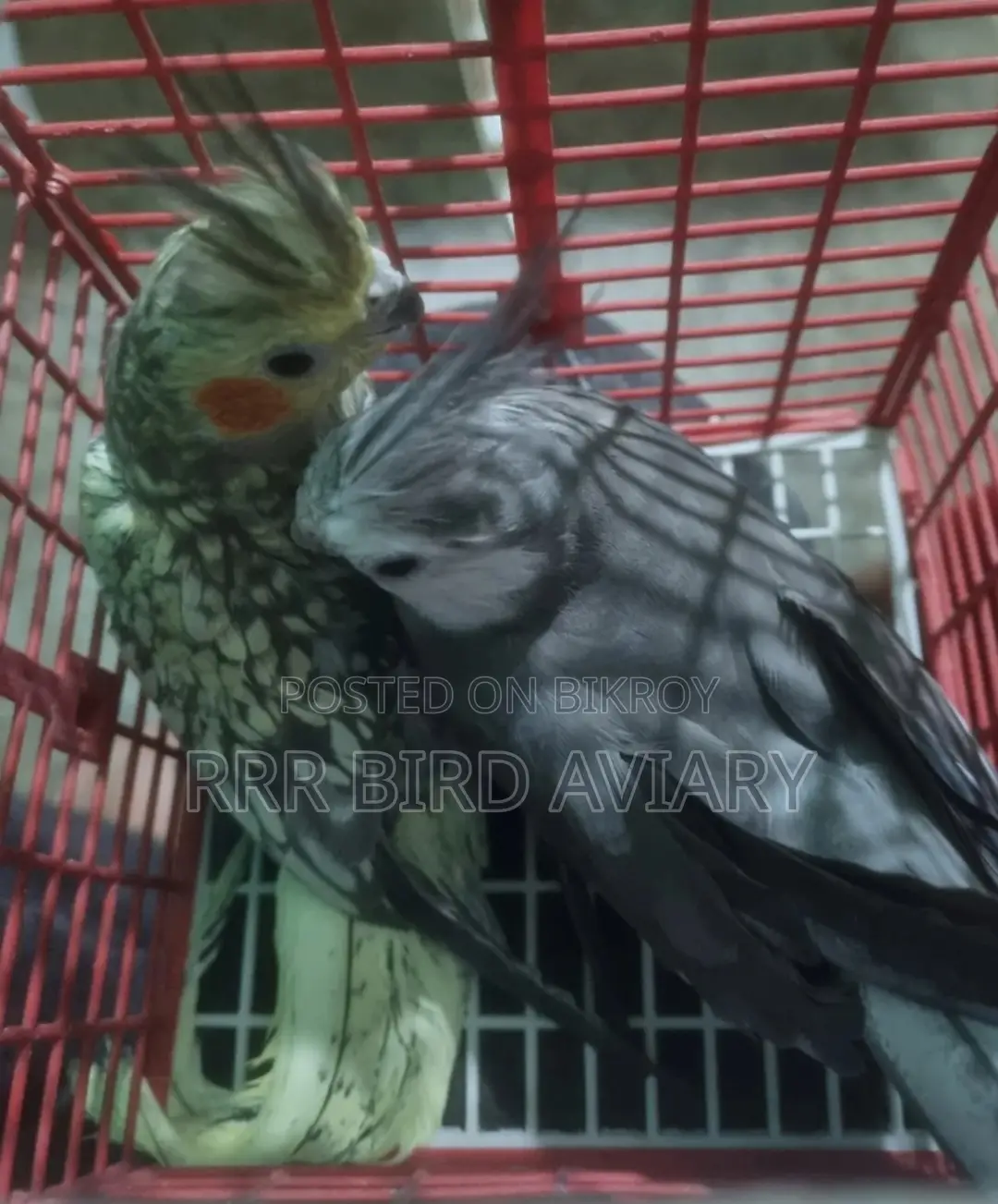 Running Cockatiel