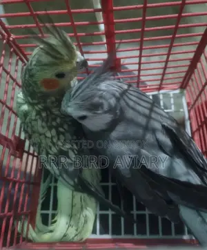 Running Cockatiel