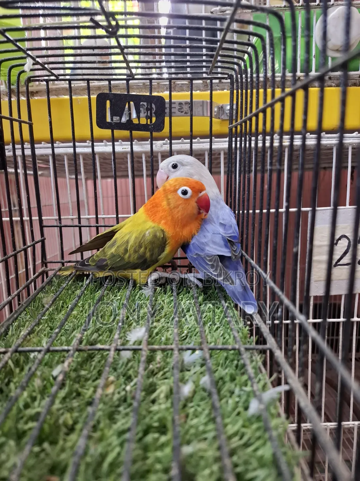 লাভবার্ড রানিং পেয়ার
