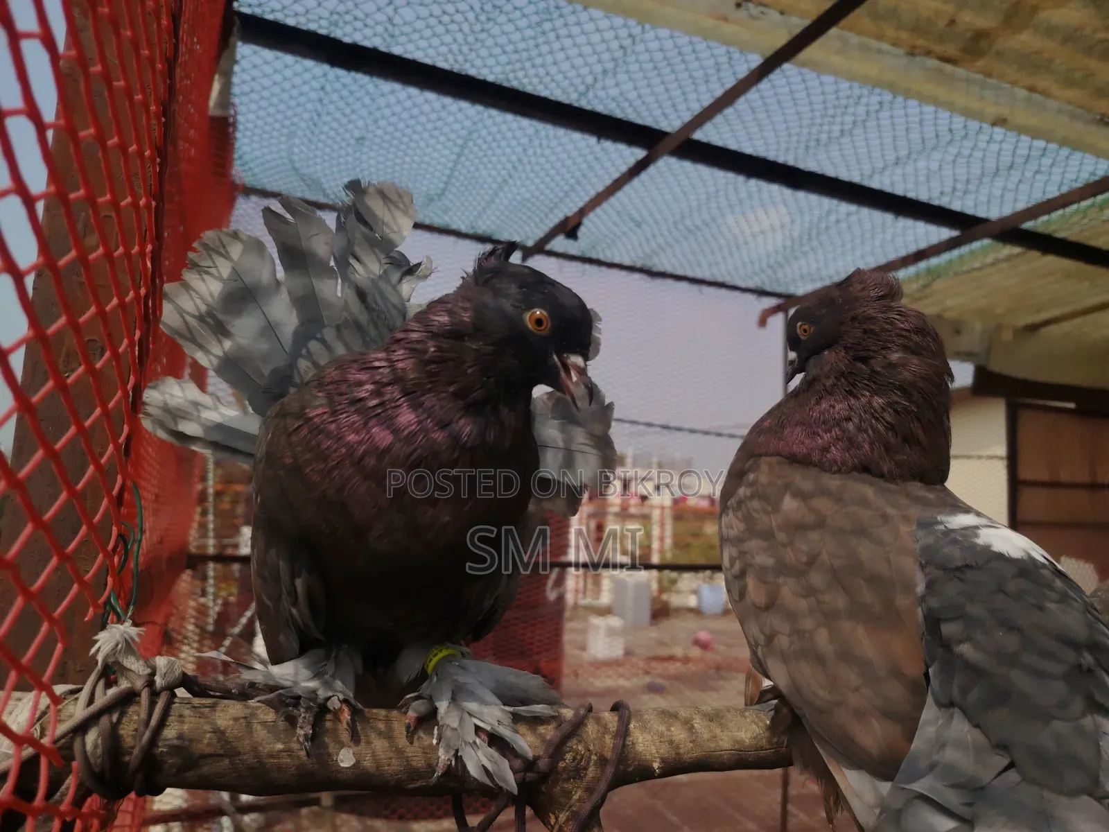 American Fantail Running Pair Best Quality Egg and Chick Producer