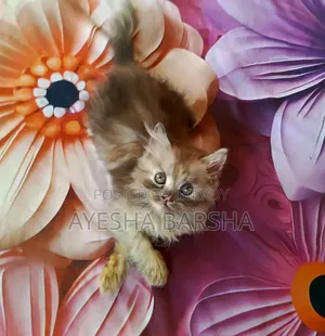 ১-৩ মাস বয়সী ফিমেল পিওরব্রেড পার্সিয়ান