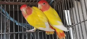 Red Eye Lutino Lovebird