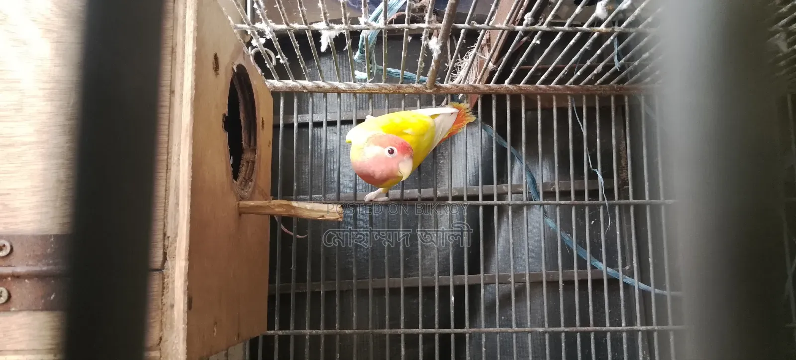 Red Eye Lutino Lovebird