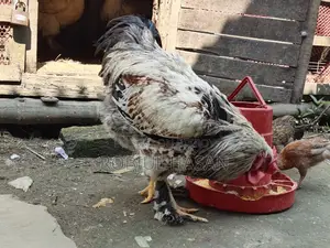 Brahma Chicken