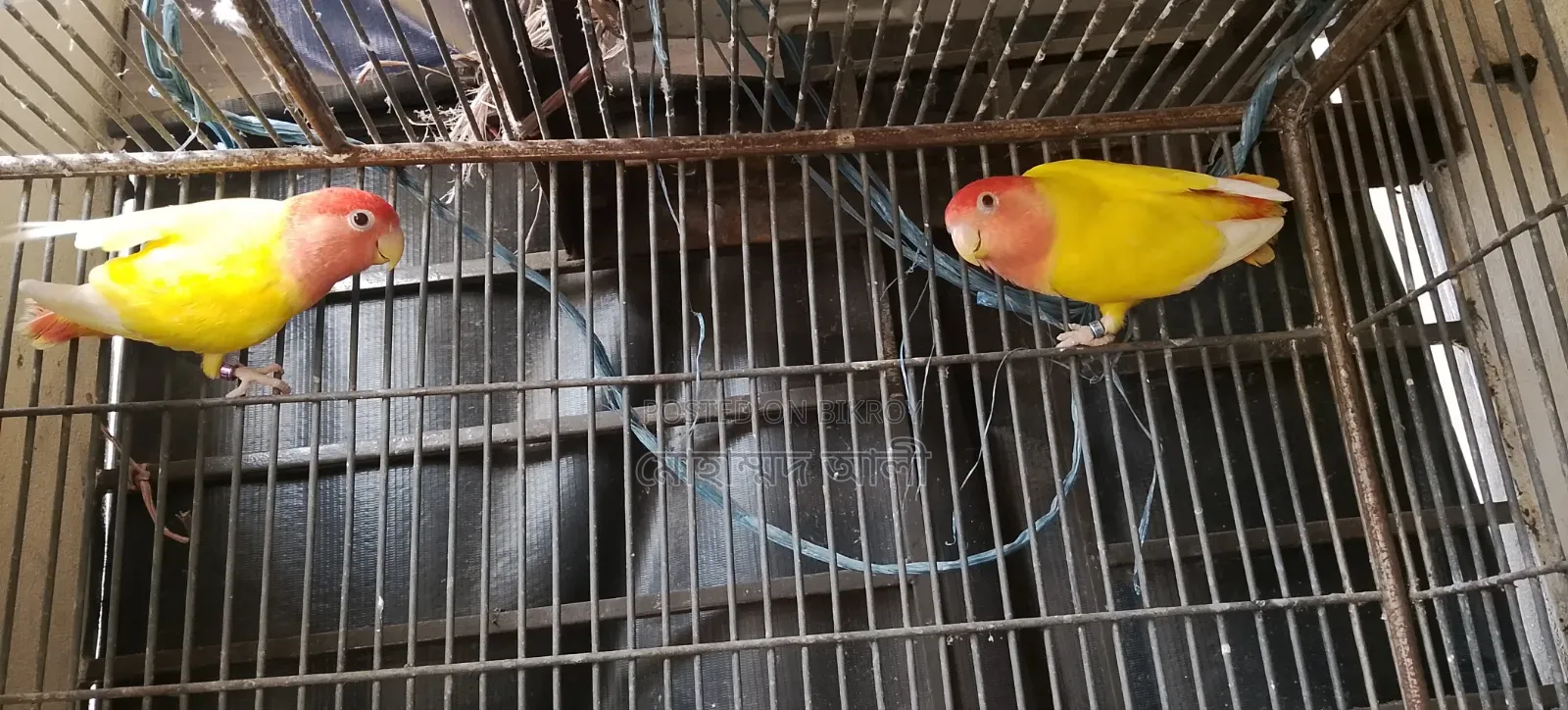Red Eye Lutino Lovebird