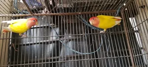 Red Eye Lutino Lovebird