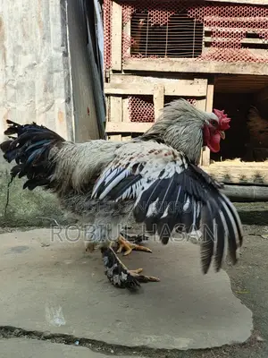 Brahma Chicken