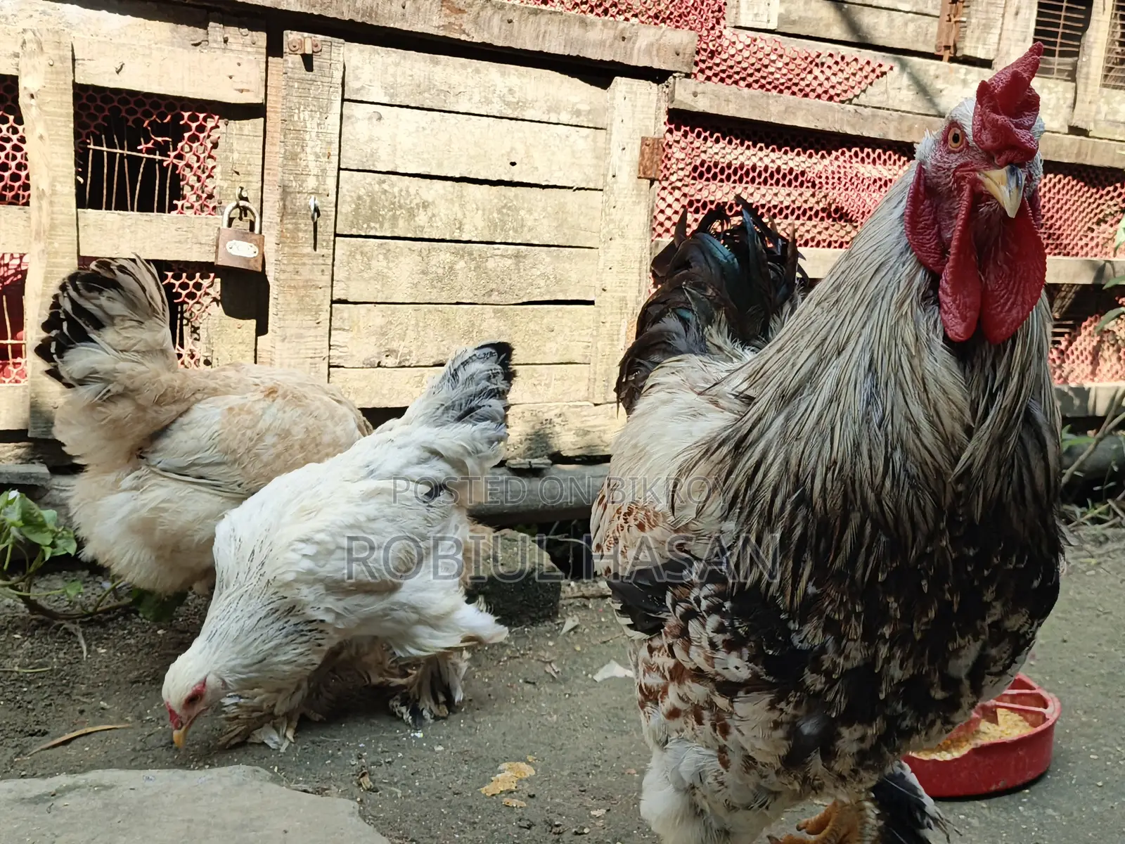 Brahma Chicken