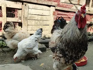 Brahma Chicken