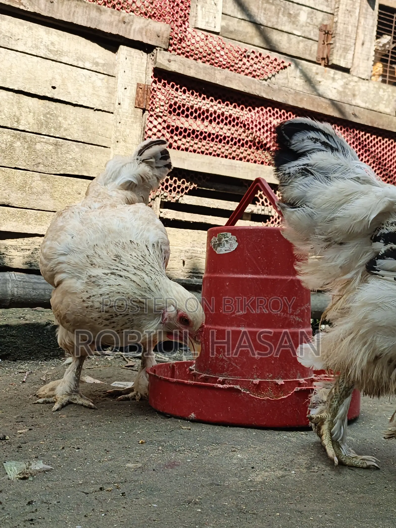 Brahma Chicken