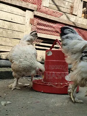 Brahma Chicken
