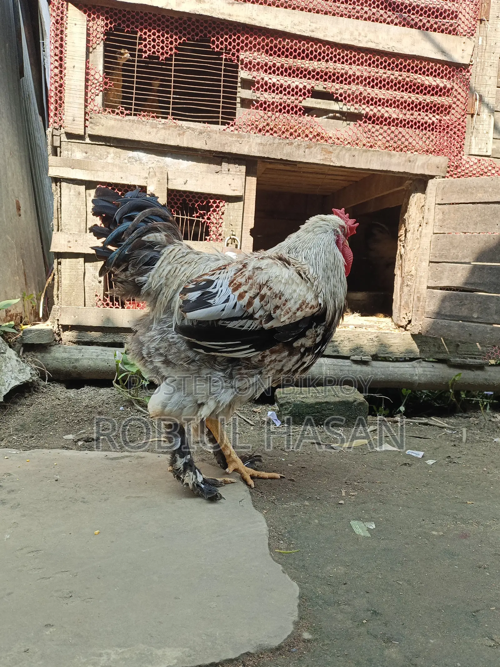 Brahma Chicken
