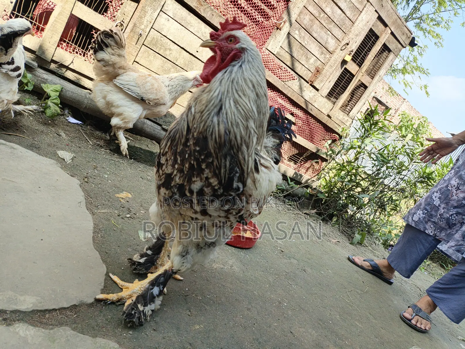 Brahma Chicken