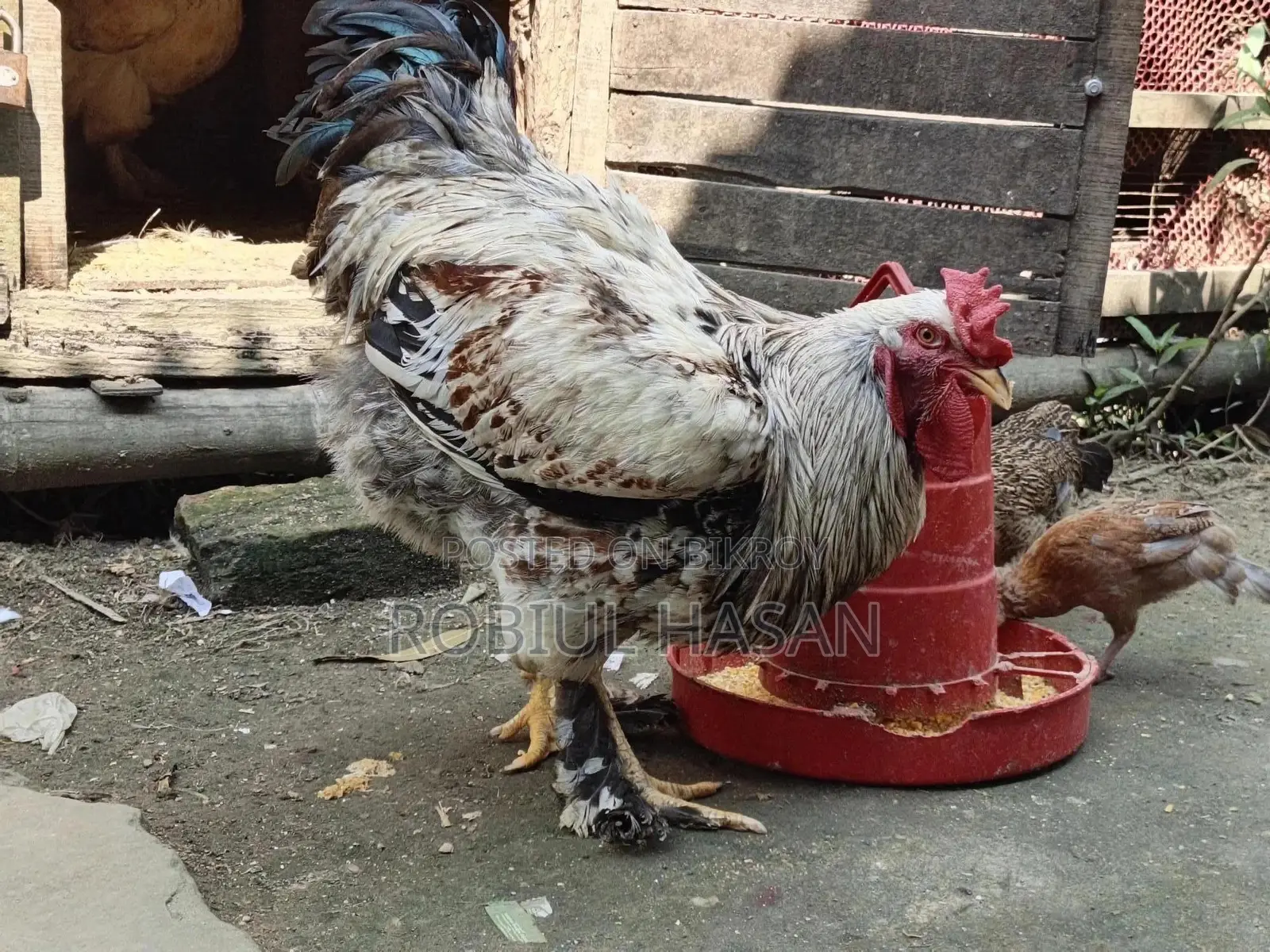 Brahma Chicken