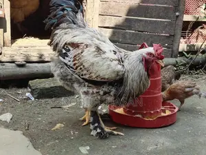 Brahma Chicken
