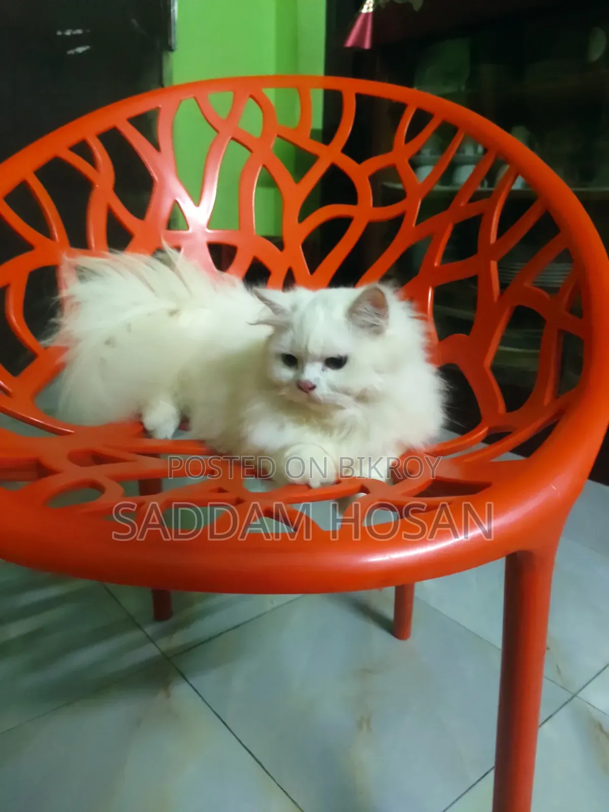 6-12 months Male Purebred Persian