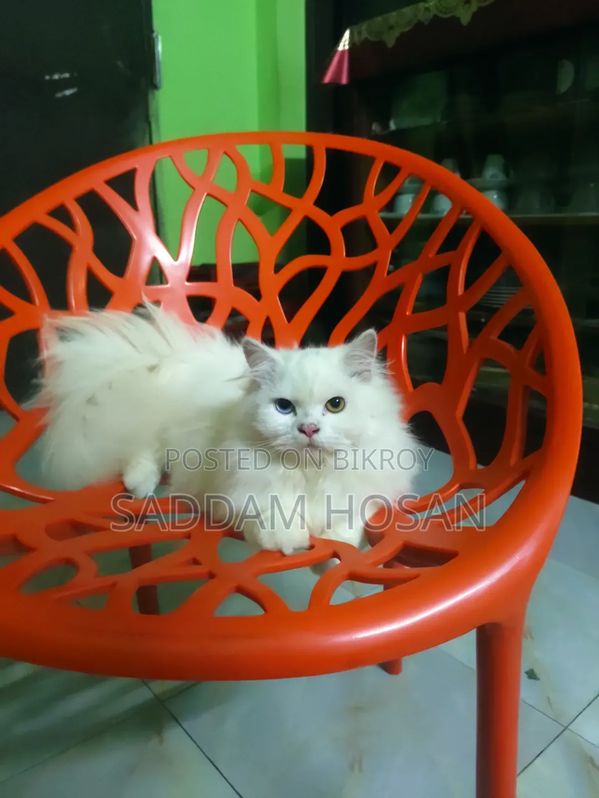 6-12 months Male Purebred Persian