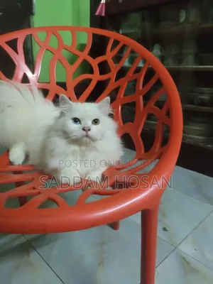 6-12 months Male Purebred Persian