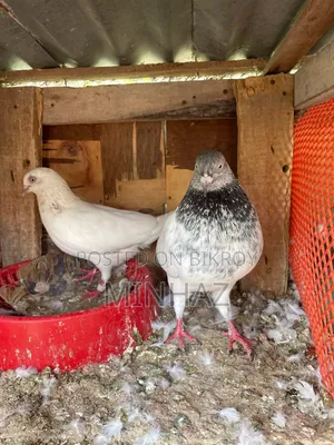 2 Male Pigeons