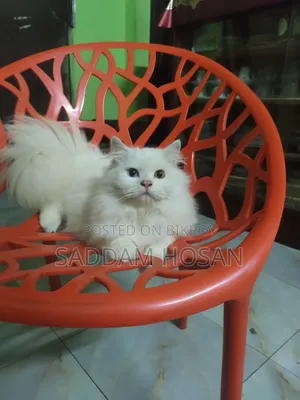 6-12 months Male Purebred Persian