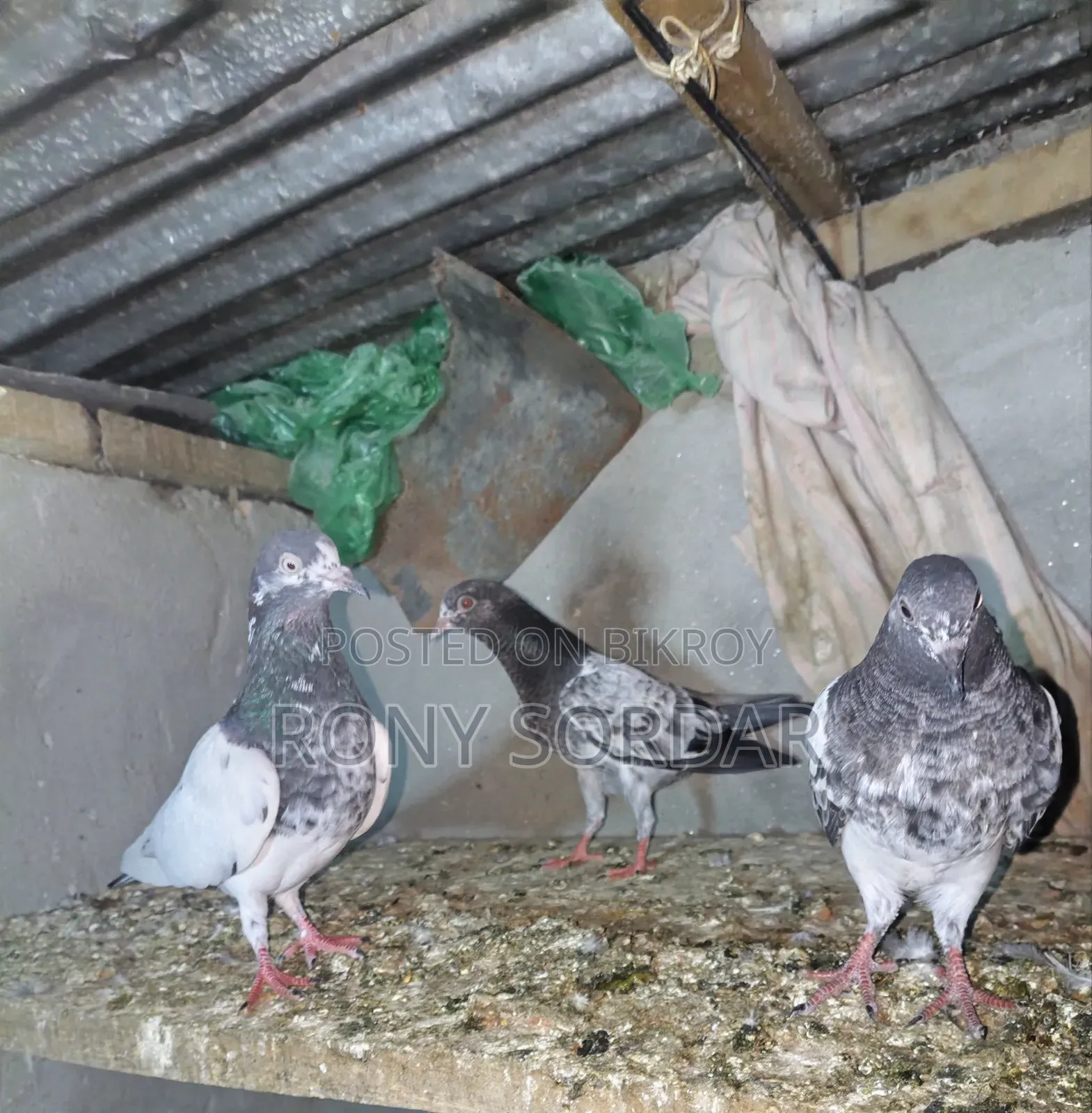 Teddy Pigeons
