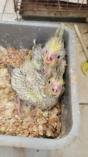 One pair of tamed cockatiel chicks for sale