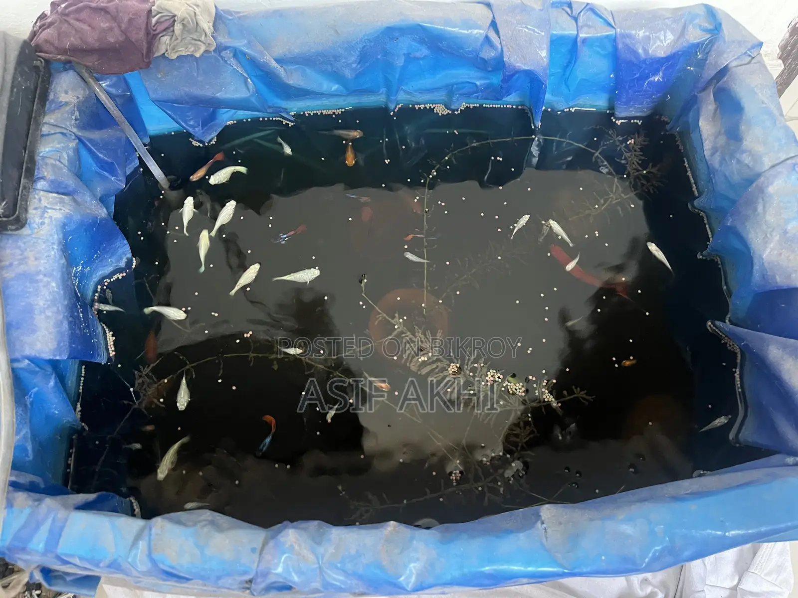 Fish Tank