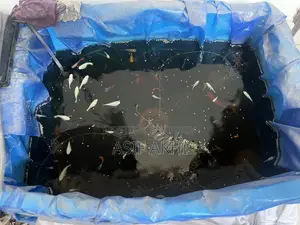 Fish Tank