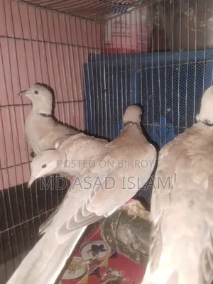 White Dove