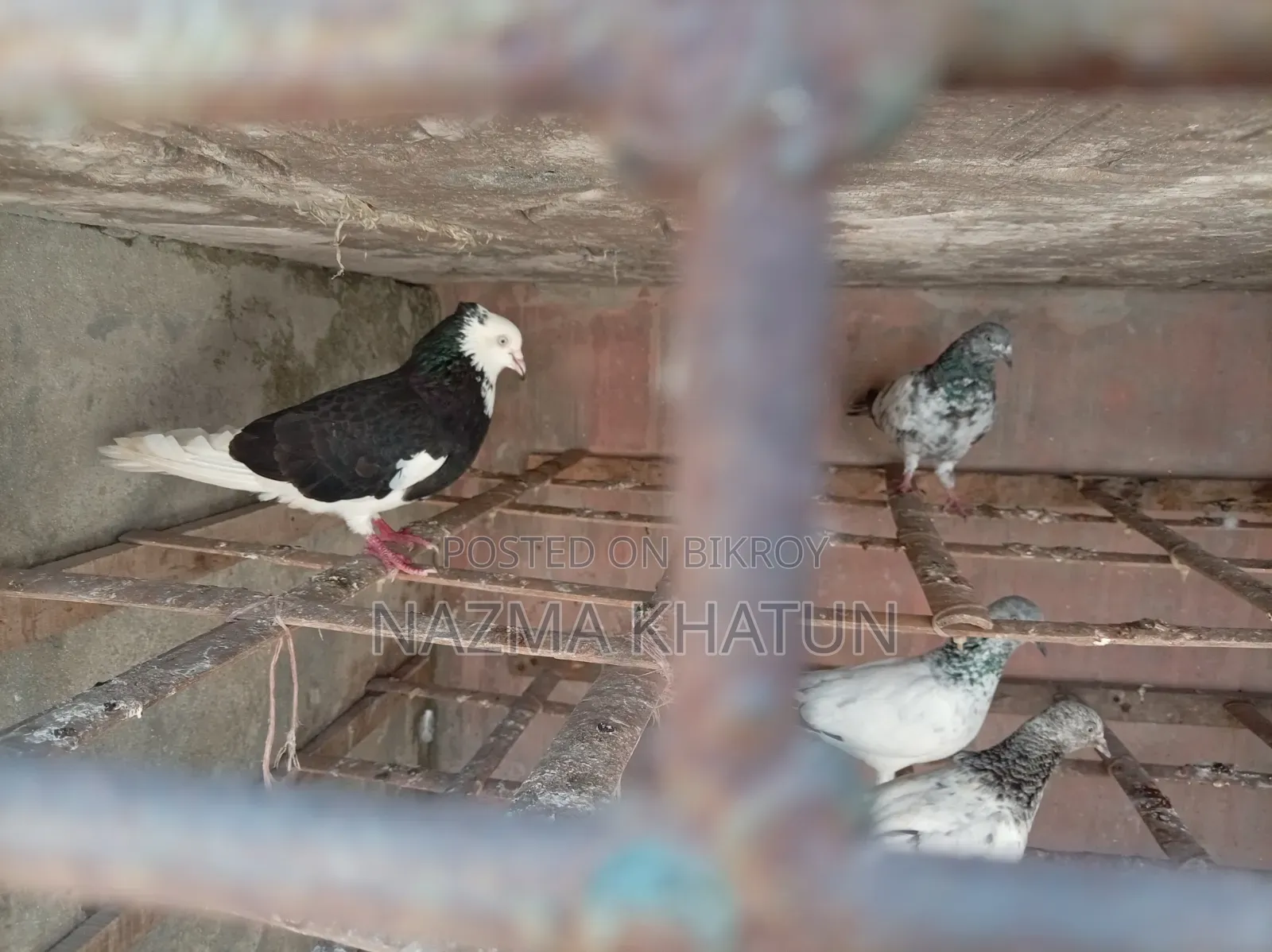 Male Female Girmit Pigeon Pair