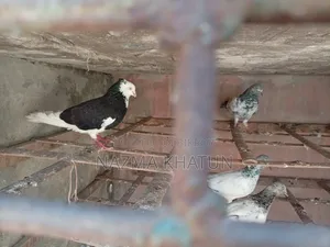 Male Female Girmit Pigeon Pair