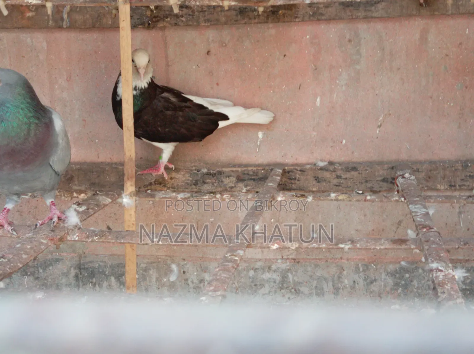 Male Female Girmit Pigeon Pair